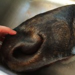 Events: Tomorrow! Free Beaver!